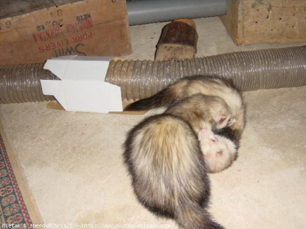 Photo de Furet