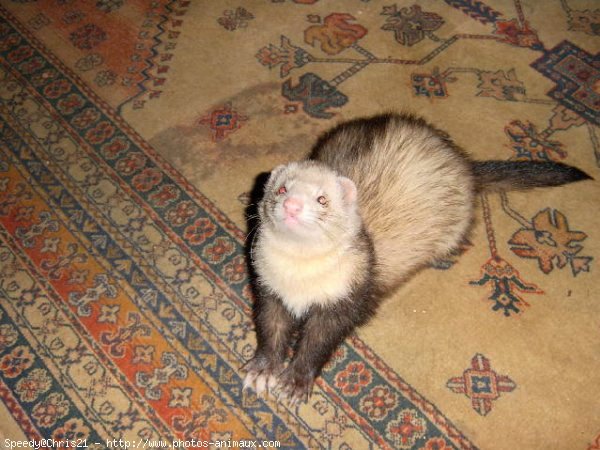 Photo de Furet