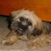 Photo de Shih tzu