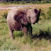 Photo d'Elphant d'afrique