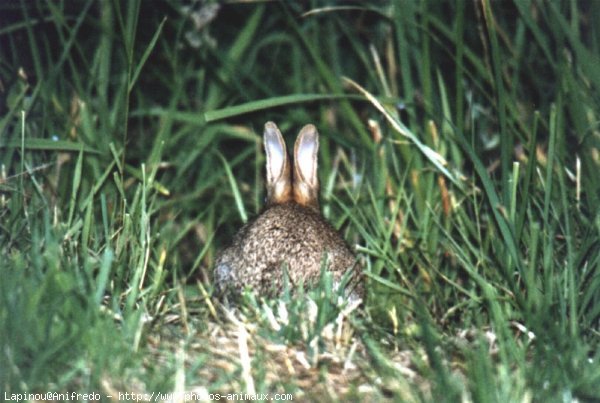 Photo de Lapin