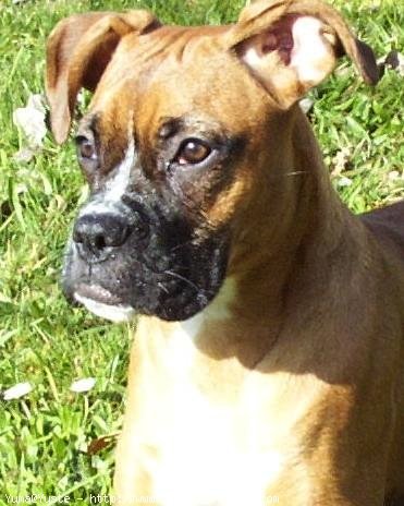 Photo de Boxer