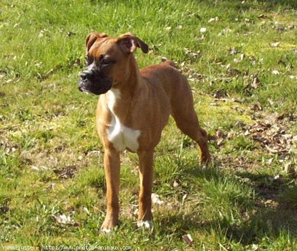 Photo de Boxer