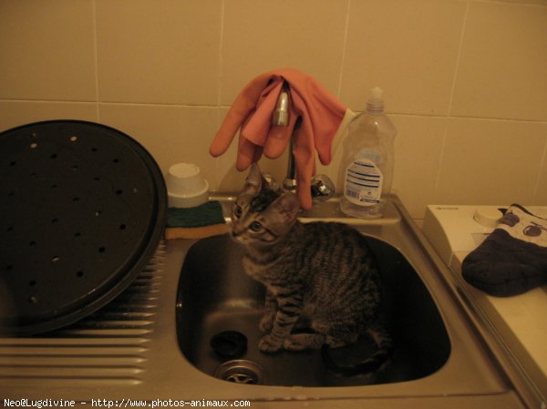 Photo de Chat domestique