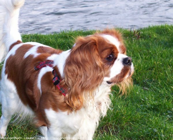 Photo de Cavalier king charles spaniel