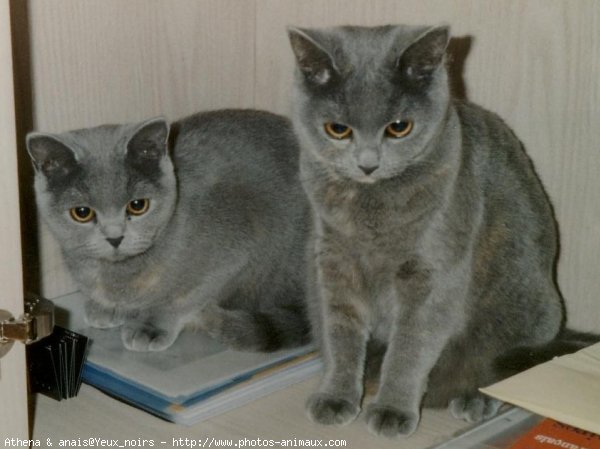 Photo de British shorthair