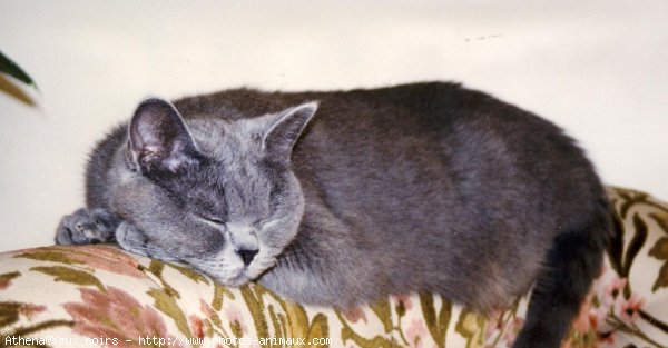 Photo de British shorthair