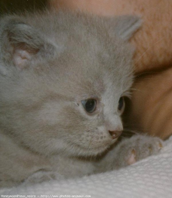 Photo de British shorthair