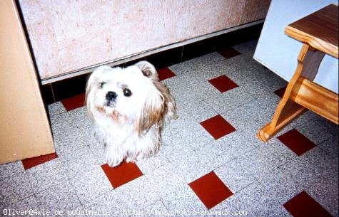 Photo de Shih tzu