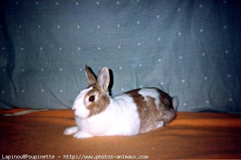 Photo de Lapin