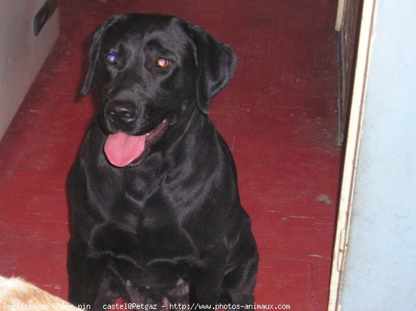 Photo de Labrador retriever