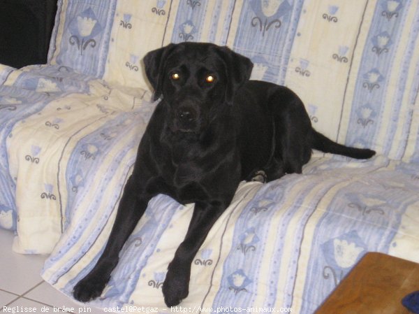 Photo de Labrador retriever