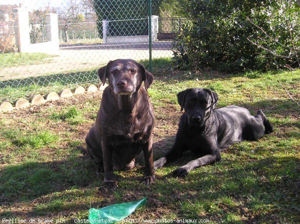 Photo de Labrador retriever