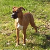 Photo de Boxer