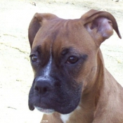 Photo de Boxer