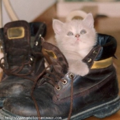 Photo de British shorthair