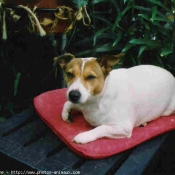 Photo de Jack russell terrier