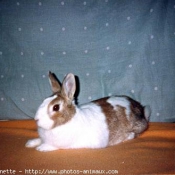 Photo de Lapin