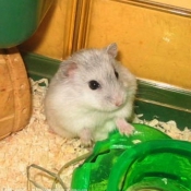 Photo de Hamster