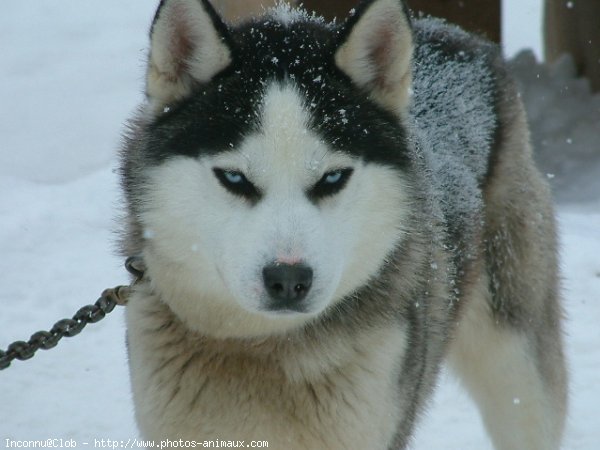 Photo de Husky siberien