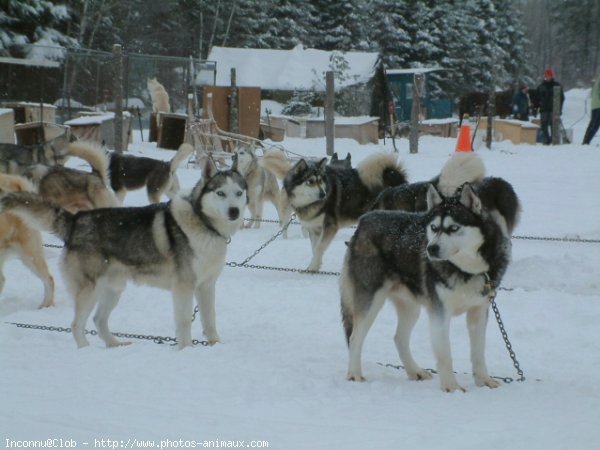 Photo de Husky siberien