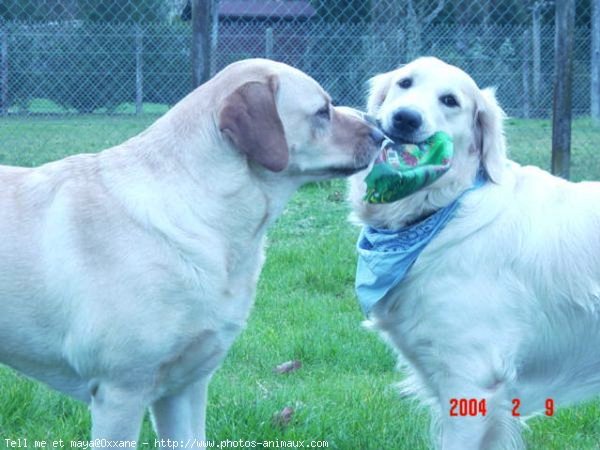 Photo de Golden retriever