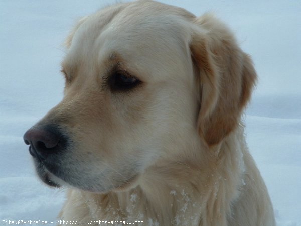 Photo de Golden retriever