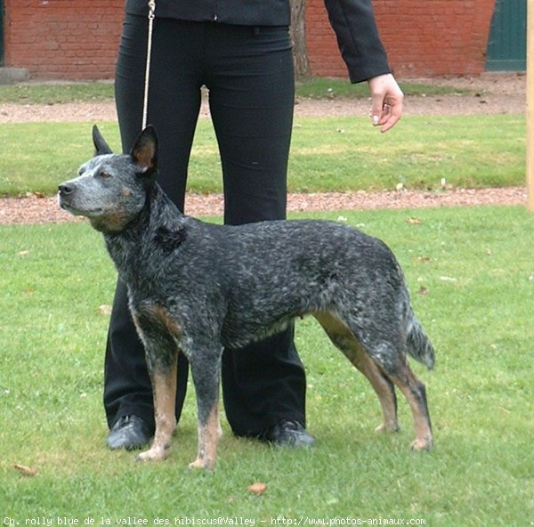 Photo d'Australian cattle dog