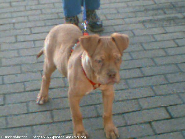 Photo de Dogue de bordeaux