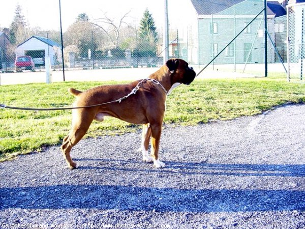 Photo de Boxer