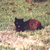 Photo de Chat domestique