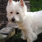 Photo de West highland white terrier