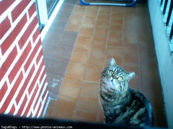 Photo de British shorthair