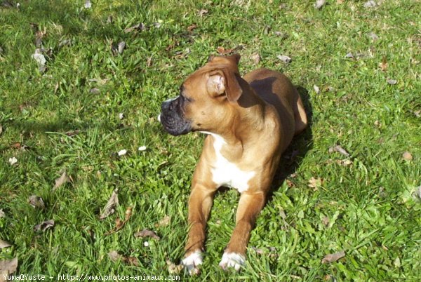 Photo de Boxer