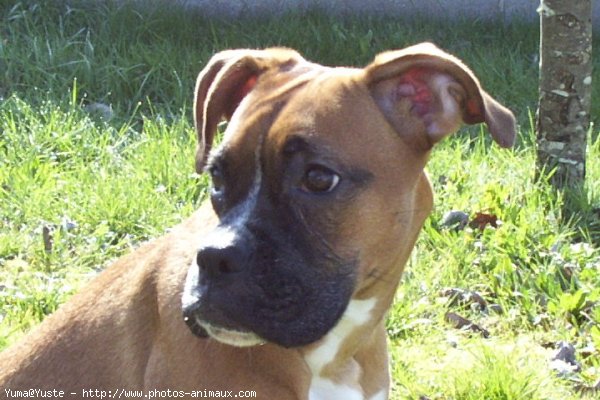 Photo de Boxer