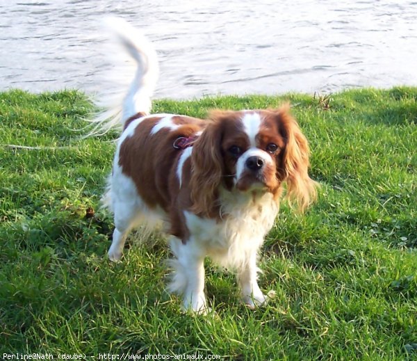 Photo de Cavalier king charles spaniel