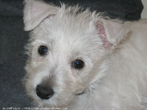 Photo de West highland white terrier