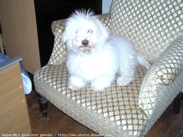 Photo de Coton de tulear