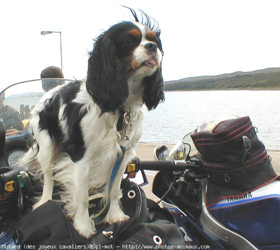 Photo de Cavalier king charles spaniel