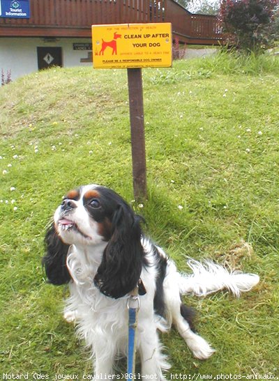 Photo de Cavalier king charles spaniel