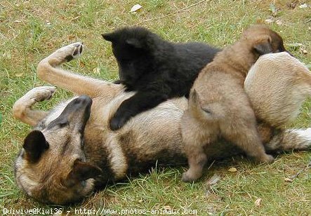 Photo de Berger belge malinois