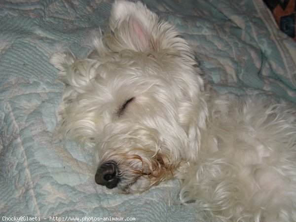 Photo de West highland white terrier