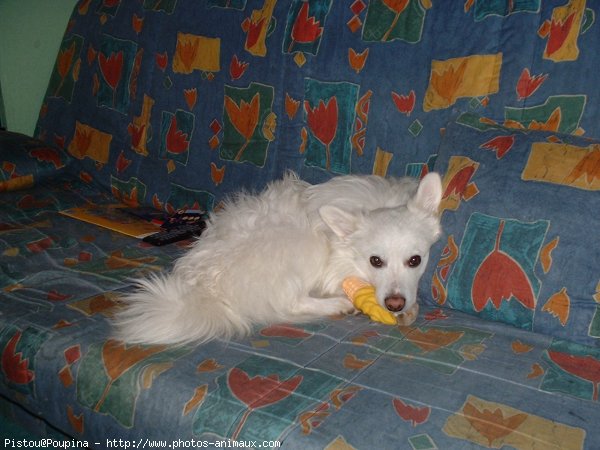 Photo de Spitz moyen