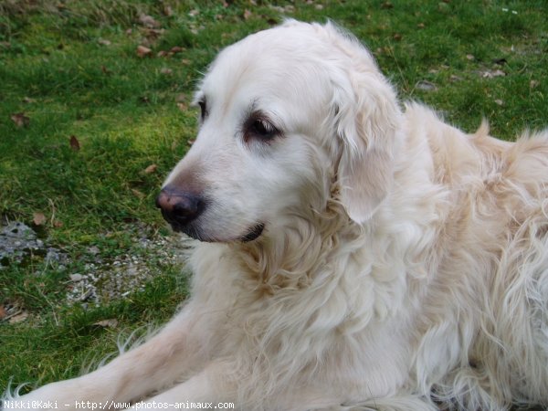 Photo de Golden retriever