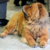 Photo de Chow chow