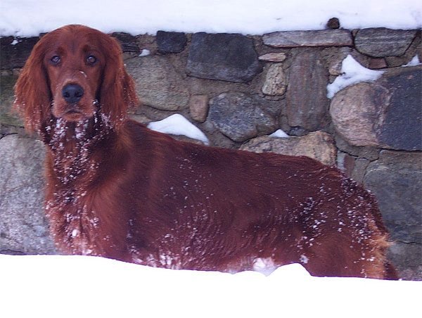 Photo de Setter irlandais rouge