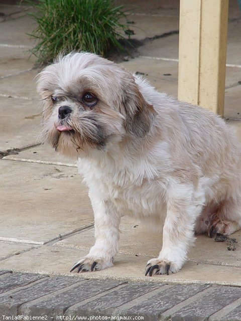 Photo de Shih tzu