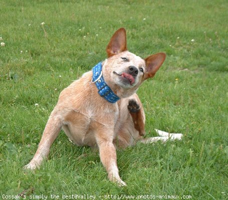 Photo d'Australian cattle dog