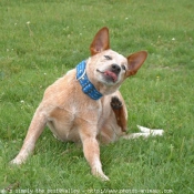 Photo d'Australian cattle dog