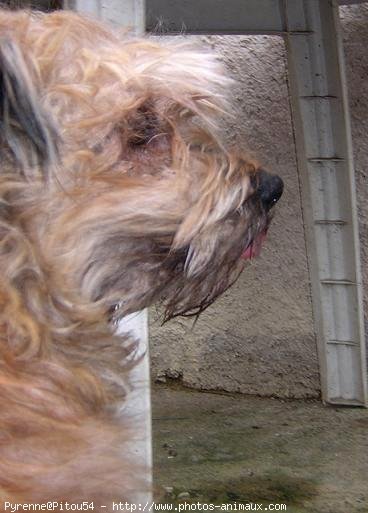 Photo de Chien de berger des pyrenes  poil long